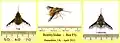 Bee fly in Hampshire, United Kingdom conservatory .