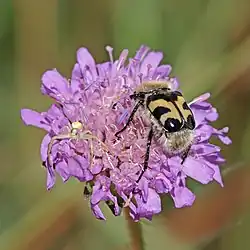 with Thomisidae, Croatia
