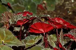 'Rubra' cultivar, showing "eyelashes"