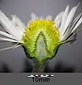 Flower head maturing to a cone