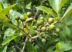 Fruits