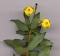 B. gagnepainii, flowers, 7&nbsp;mm (1⁄4&nbsp;in) wide