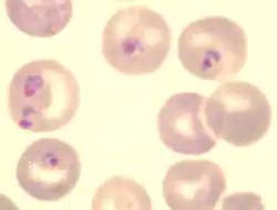 Blood-borne forms