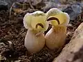 B. davisii
