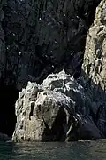 The bird cliffs of Big Koniuji Island