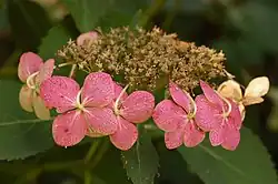 'Tokyo Delight'
