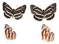 Neptis nashona showing undersides. In Neptis both sexes have similar wing markings but females are larger.