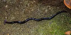 Bipalium Javanum in Java, Indonesia.