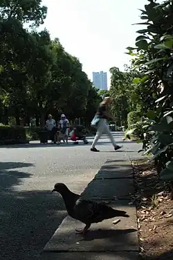 A bird at the park