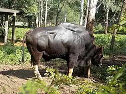 Bull