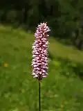 Common bistorta, in Valais, Switzerland