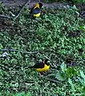 Male at Bhandak Thaatch (8500&nbsp;ft) in Kullu-Manali District of Himachal Pradesh, India