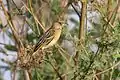 Juvenile (with white eye) P.&nbsp;c. bohndorffi, Kenya