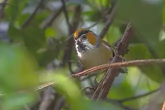 Paradoxornis nipalensis humii from Pangolakha Wildlife Sanctuary in Sikkim