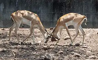 Blackbuck