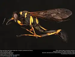S. caementarium with a partially yellow petiole from Austin, TX