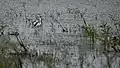 Black-winged stilts