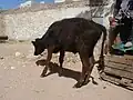 Same heifer