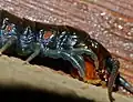 Blue-legged Centipede (Ethmostigmus trigonopodus) close-up