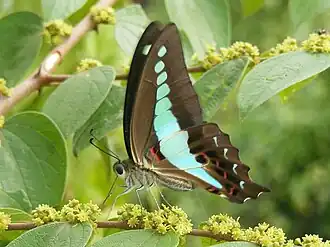 Ventral view