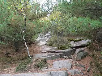 Trail