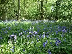 Hildersham Wood