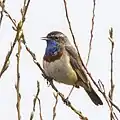 Male L. s. cyanecula, Biebrzaski, Poland