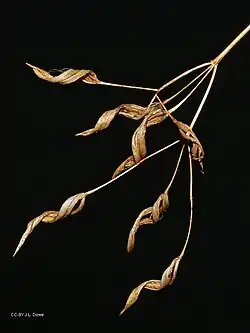 Fruit
