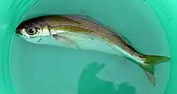 A single bogue inside a green bucket less filled with shallow water