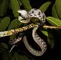 Siamese cat snake, Boiga siamensis from Kaeng Krachan National Park.