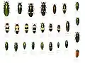 Collection of Buprestidae from Southeast Asia in Musée d'Histoire Naturelle de Lille