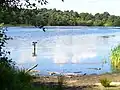 Wisley and Ockham Commons