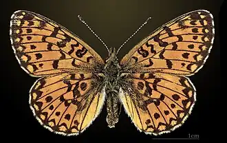 Dorsal side
