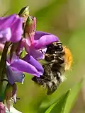Pollination