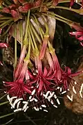 Flowers viewed in profile, showing trumpet shape and protruding stamens