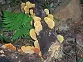 Fungi at Boorganna Nature Reserve