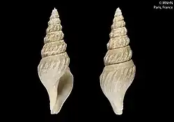 Borsonia jaya