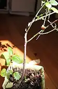 Stem, branches and bark
