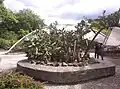 Cactus garden