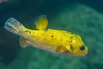 Yellow form