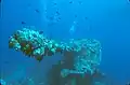 Bow gun of the Fujikawa Maru