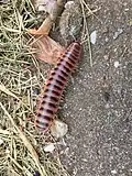 Brachoria ochra, Alabama