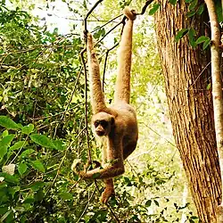 Brown monkey