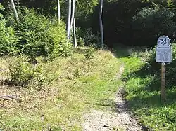 Bradenham Woods
