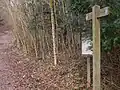 West Dean Woods