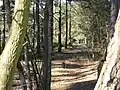 Elstead Common