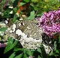 On a Buddleia davidii flower