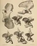 Vertebrae from Wookey Hole (now in Taunton Museum).