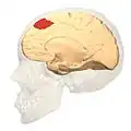 Medial view.