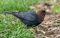 A black and brown bird on the ground